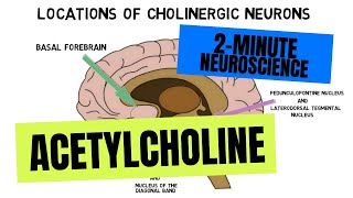 2Minute Neuroscience Acetylcholine [upl. by Harhay]