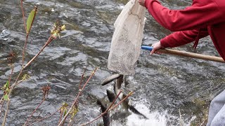 stocking trout at the West Branch Wallenpaupack Creek [upl. by Ellehsad]