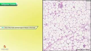 Histology of Adipose Tissue  Shotgun Histology [upl. by Relyuhcs]