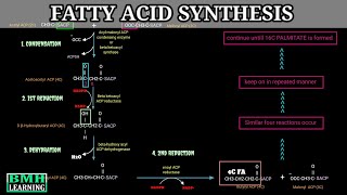 Fatty Acid Synthesis  De Novo Synthesis Of Fatty Acids  Palmitate Synthesis  Part 4 [upl. by Underwood401]