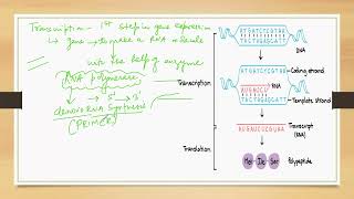 DNA TRANSCRIPTION AND TRANSLATION IN ONE SHOT II CLASS 12 II NEET II BSC II MSCYOUTUBEVIDEO [upl. by Voltmer]