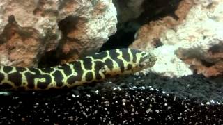 Chainlink Moray eel [upl. by Ettelrac910]