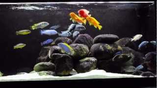 African Cichlids  New Setup [upl. by Limay]