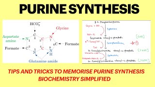 Purine metabolism Purine synthesis pathway Purine synthesis mnemonics  Biochemistry  MBBS 1st yr [upl. by Kimble832]