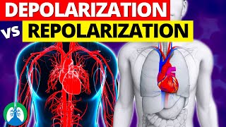 Depolarization vs Repolarization of the Heart EXPLAINED [upl. by Ebehp]