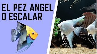 🔴🐡PEZ ÁNGEL O ESCALAR LA MEJOR GUÍA📝 CUIDADOS ESPECIES REPRODUCCIONNECESIDADES Y ACUARIO IDEAL [upl. by Norm223]