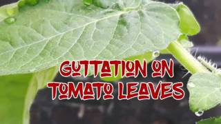 Guttation on tips of tomato leaves [upl. by Aviv]