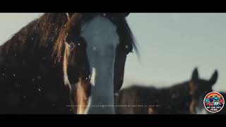 Budweiser quotThe Clydesdales Are Backquot Super Bowl LVIII 58 2024 Commercial [upl. by Nyledam]