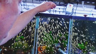 Master Breeder Feeds HUNDREDS of Baby Fish Tour [upl. by Haya]