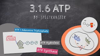 EASY REVISION AQA Alevel Biology 316 ATP [upl. by Anerat771]