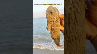 Rescue Mission Saving the Poisonous Pufferfish pufferfish short fishing [upl. by Andras]