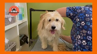 Senior Rescued Dog Oscar is a Good Boy on his Spa Day [upl. by Ised]