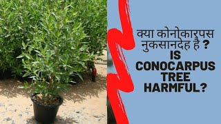 Is Conocarpus tree harmful Myths and facts about Conocarpus  क्या कोनोकारपस नुकसानदेह है [upl. by Garald]