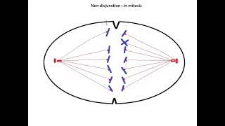 Numerical chromosomal disorder Non  disjunction in mitosis [upl. by Sinoda777]