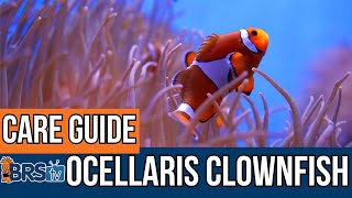 The Easiest Saltwater Fish Ocellaris Clownfish Basics [upl. by Mauretta]