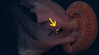 The Biggest Jellyfish Ever Discovered [upl. by Ameehsat720]