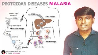 Malaria  Life cycle of Plasmodium  Class 12  Neet  TRB [upl. by Allana]