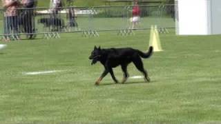 Beauceron Nationale d Elevage 2009 Ring 3 4 partie [upl. by Vez]