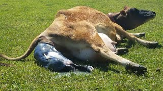 Cow Giving Birth to a Lovely Bull Calf [upl. by Arretak645]