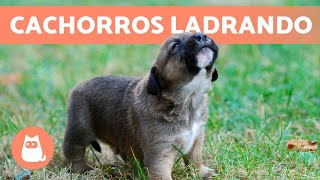 Los mejores LADRIDOS de PERROS CACHORROS 🐶 🔊 ¡Tiernos y Adorables [upl. by Nnilsia]