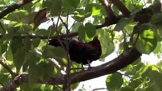 Rooster chilling at Hogs Breath Saloon Key West [upl. by Doi]