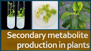 Secondary Metabolite production in plants [upl. by Tterag]