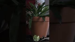 Choosing the Perfect Pot for Guzmania Lingulata  ASMR Plant Care asmr guzmania pot plantcare [upl. by Ferretti]