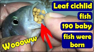 2 Leaf cichlid fish bore 190 baby fish 💪🐬🐠👍 [upl. by Tenom]