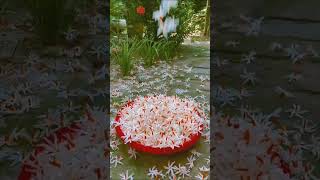 Shiuli phool Parijat Flowershiuli parijat flowers gardening viraltitle viralvideos shorts [upl. by Nagiem]