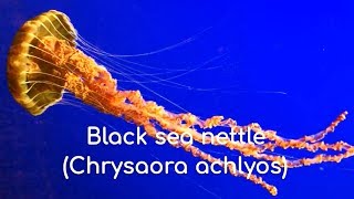 Black sea nettle Chrysaora achlyos [upl. by Stafani]