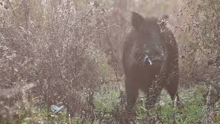 Lochy z odyńcem blisko mnie 🐗🐗🐗Huczka trwa [upl. by Rainwater]