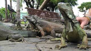 Iguana Park  Guayaquil Ecuador [upl. by Ellynad314]