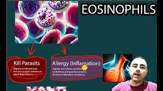 Eosinophils  Elevated eosinophils Low Eosinophils [upl. by Nodababus]