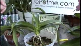 Phalaenopsis Orchid Care  From rePotmecom [upl. by Antipus]