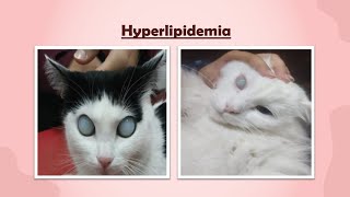 Hyperlipidemia in pets [upl. by Aihpled]