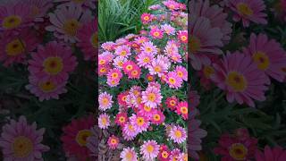 Argyranthemum frutescens Paris daisy marguerite or marguerite daisy in our home garden viral [upl. by Eneloj]