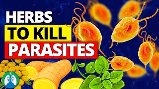 🌱Top 10 Best Herbs for Parasites Natural Detox and Cleanse [upl. by Paris]