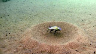 Lake Tanganyika habitat off Aulonocranus dewindti amp Callochromis macrops [upl. by Hnacogn]