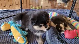 Orical Finnish Lapphunds  Sharkie amp Dazzles litter family visit day [upl. by Koorb130]