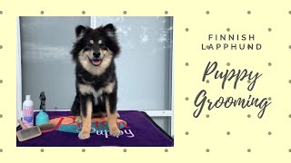 Grooming Your Finnish Lapphund Puppy [upl. by Latoyia889]