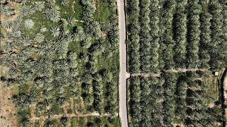 Iraqi date farmers fight drought to protect national treasure [upl. by Mears]