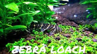 BEGINNER FISH Zebra Loach  Botia striata [upl. by Bruning]