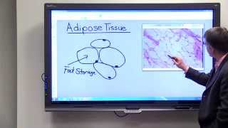 Adipose Tissue [upl. by Nitnert]