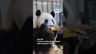 Panda Fu Bao’s Quarantine Diary EP4  iPanda [upl. by Rialcnis]