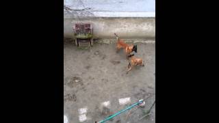 Saillie malinois Kaya amp Stup [upl. by Jangro664]