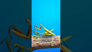 Mantis Come Cabeza De Su Novio 😨 [upl. by Llireva]