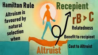 Altruism and Hamilton rule [upl. by Ahsienat148]