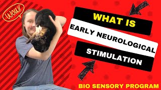 Early Neurological Stimulation ENS  German Shepherd Puppy [upl. by Ellener]