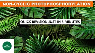 NONCYCLIC PHOTOPHOSPHORYLATION NEET PHOTOSYNTHESIS LIGHT REACTION ZSCHEME QUICK REVISION [upl. by Lyrehc]