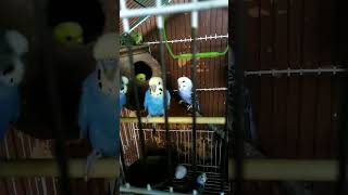 cute parakeet sounds shorts [upl. by Acisseg]